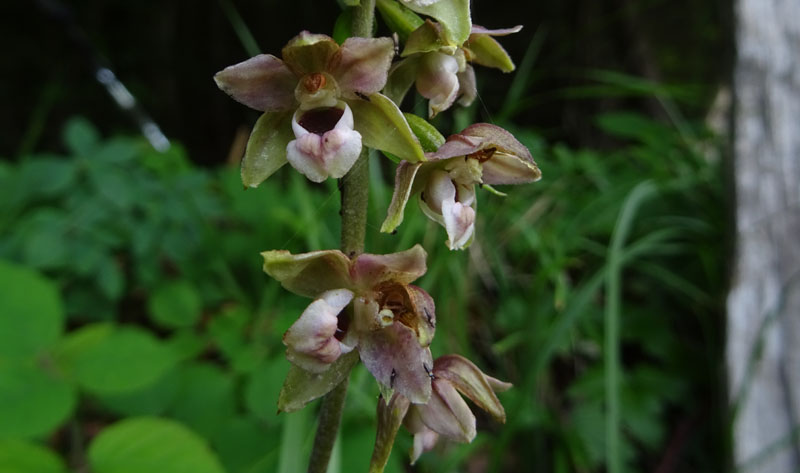 Epipactis helleborine.......da Sopramonte (TN)